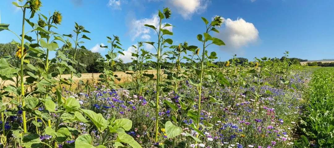 Enhancing biodiversity in farming Thematic Group