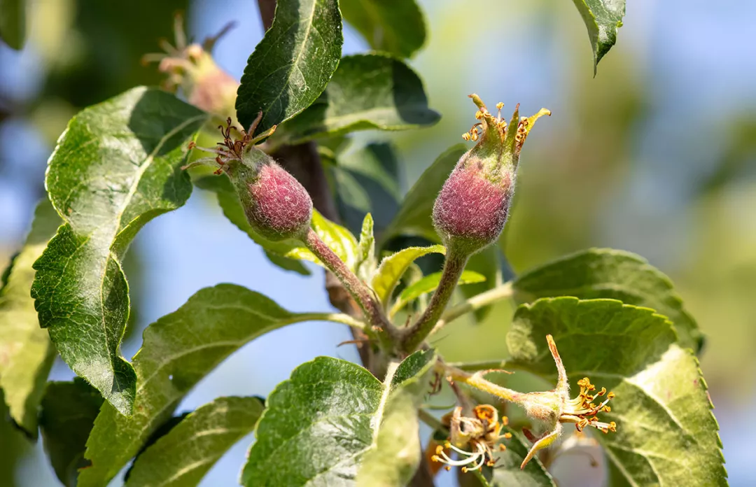 Small apple fruits on a tree in spring