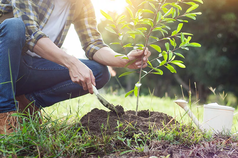 Young man kneeling during planting a tree