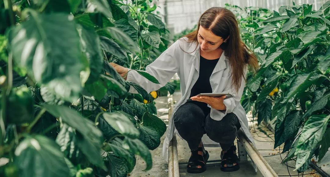 Bioengineer, scientist collects data for research on new variety pepper in greenhouse.