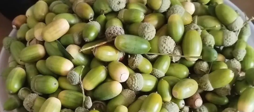 a bowl full of acorns