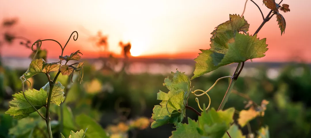 vineyards and a vine at sunset