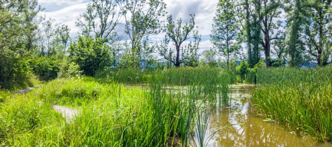 Small pond with water lilies, Bavaria, Germany