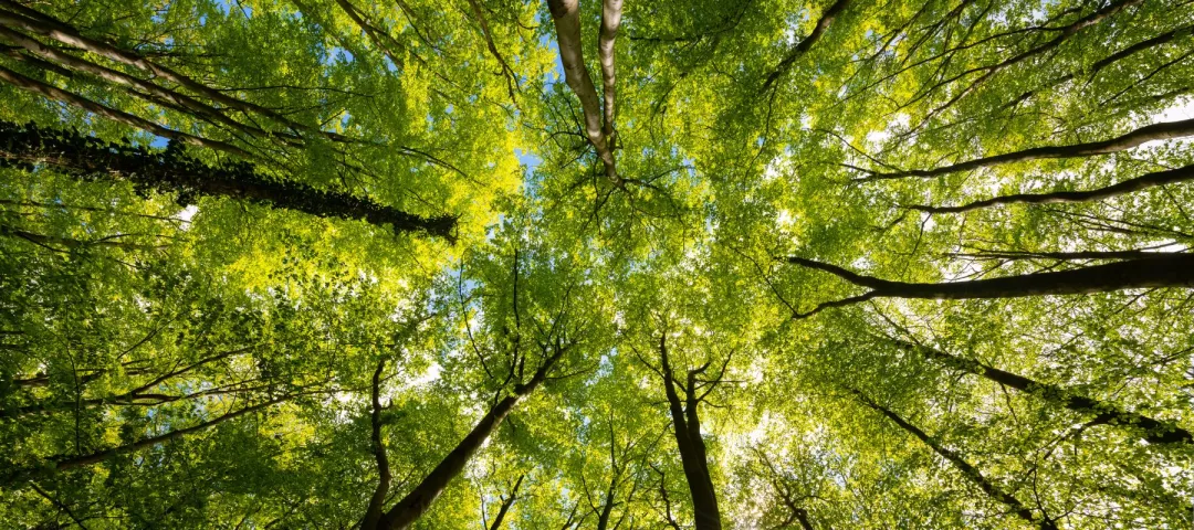 Treetop panorama of beech (fagus) and oak (quercus) trees in a german forest in Hemer Sauerland