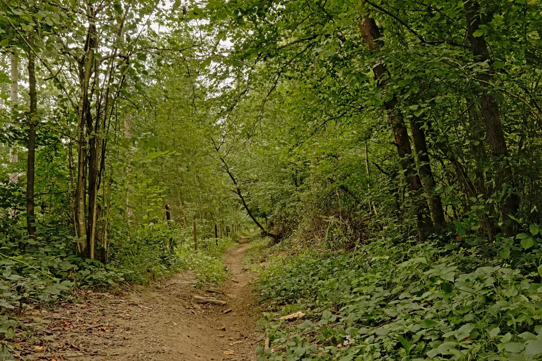 Forest in Wallonia Belgium