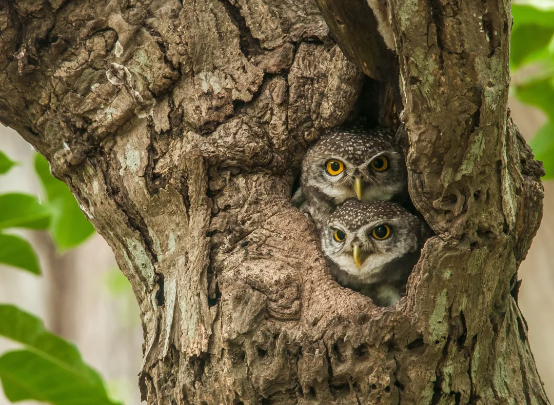 Owls nesting on a tree