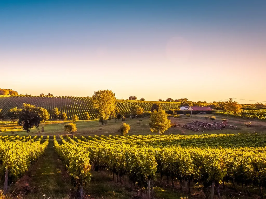 Sunset landscape of Bordeaux wineyards in France
