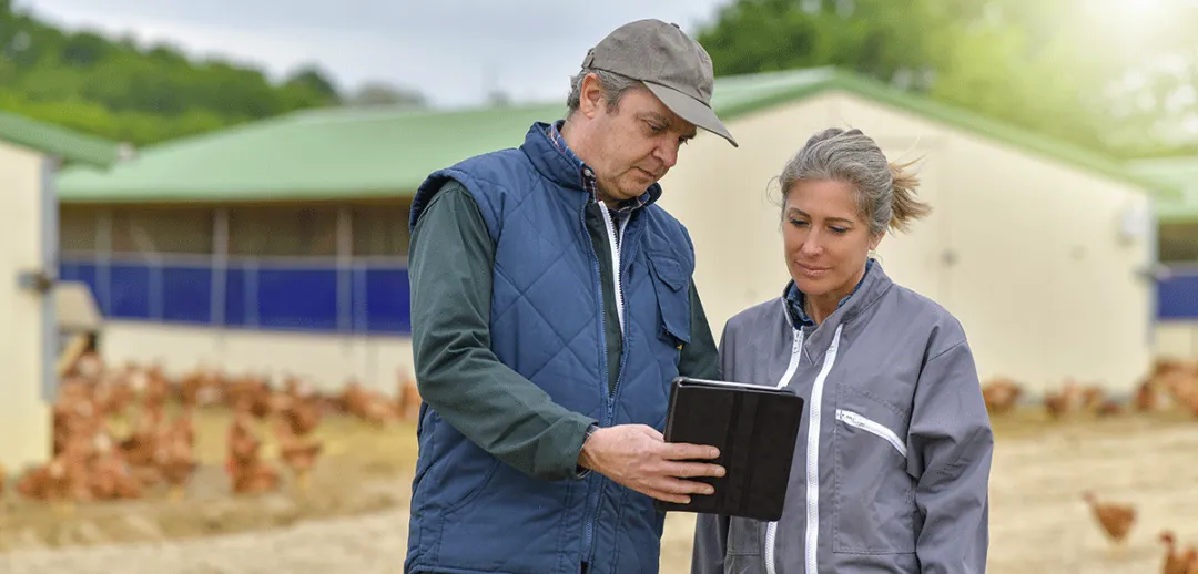 Agricultural breeders analyzing the growth of their chickens on a digital tablet in the middle of the chickens farm