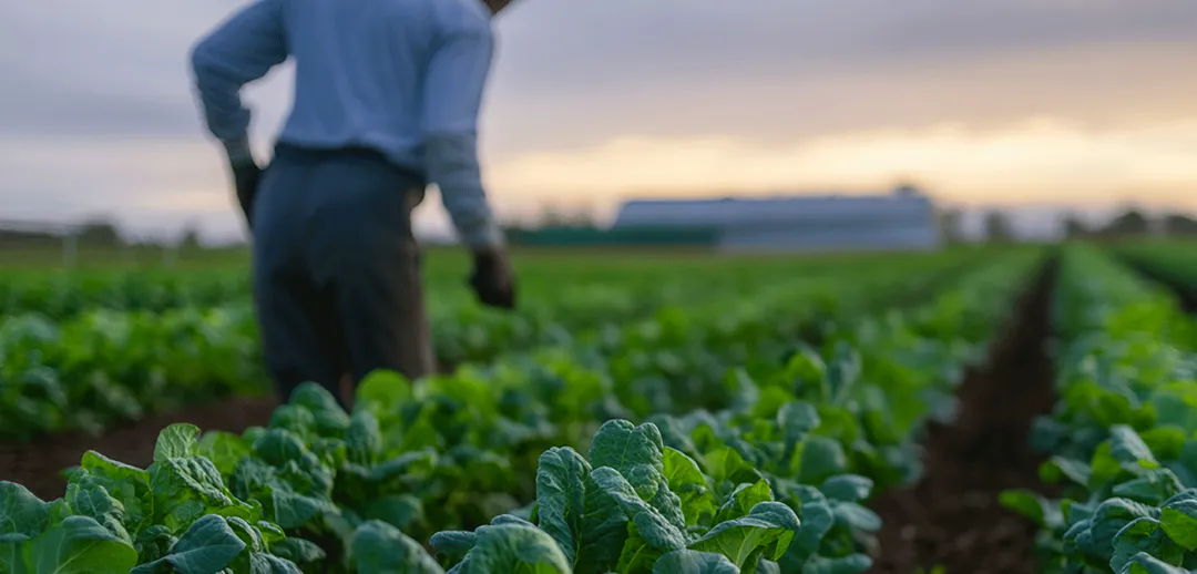 Farmer collaborates with consultant on organic certification while tending to thriving vegetable crops