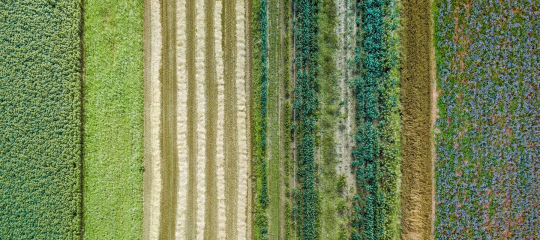 Aerial view of colorful striped agricultural fields showing different crops in vertical patterns