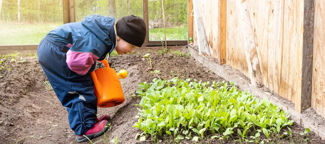 Child watering seedlings in greenhouse