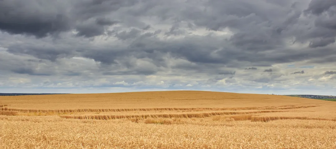 wheat field and storm clouds,on the hill the wheat has ripened with black storm clouds, bent and the wheat lies on the field after the storm