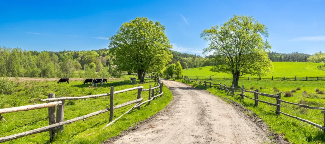 Countryside landscape, farm field and grass with grazing cows on pasture in rural scenery with country road
