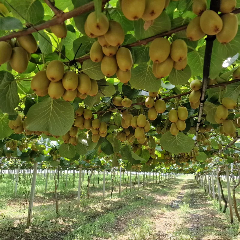 EU CAP Network cross-visit ‘Circular and organic soil management’
