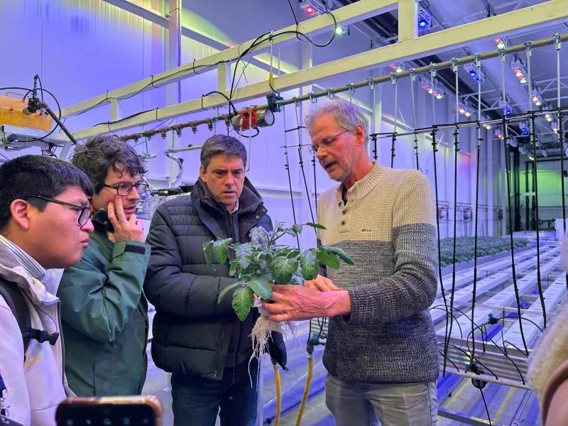 Farmer showing tomato plant