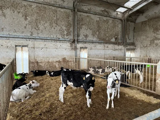 Calves at field visit of animal welfare