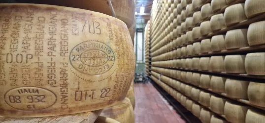 Parmigiano at field visit of animal welfare