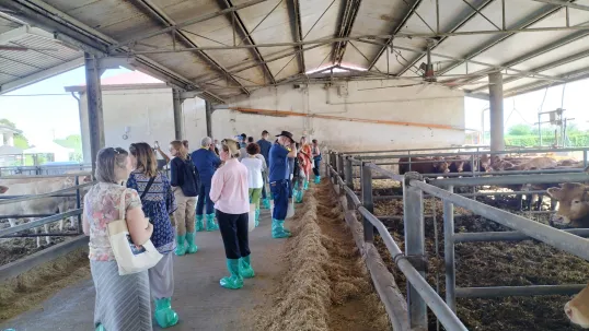 Group visiting stable