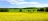 Canola plants and landscape of meadow
