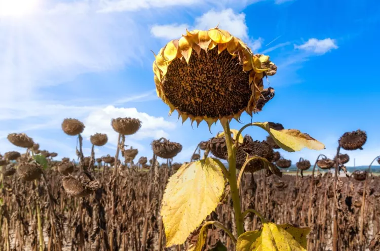 Tournesol