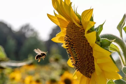 Member States take landmark decision to protect pollinators