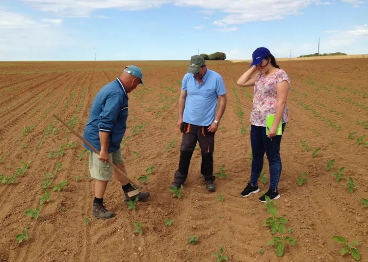 Successful conversion to organic farming