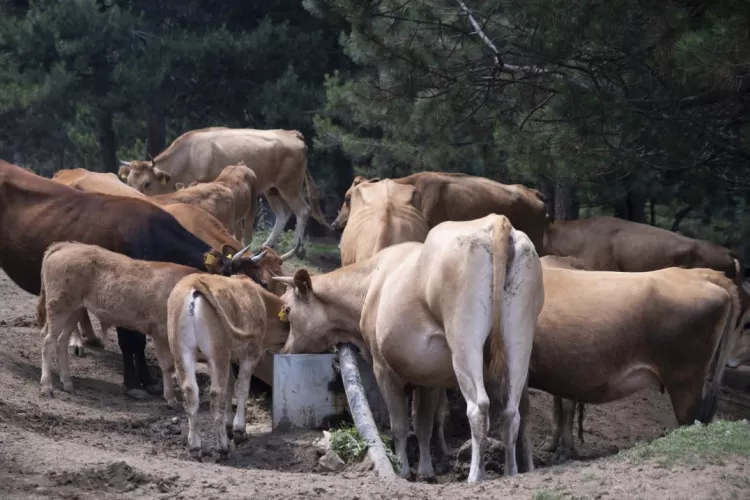 Cows