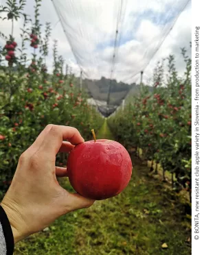 Bonita apples