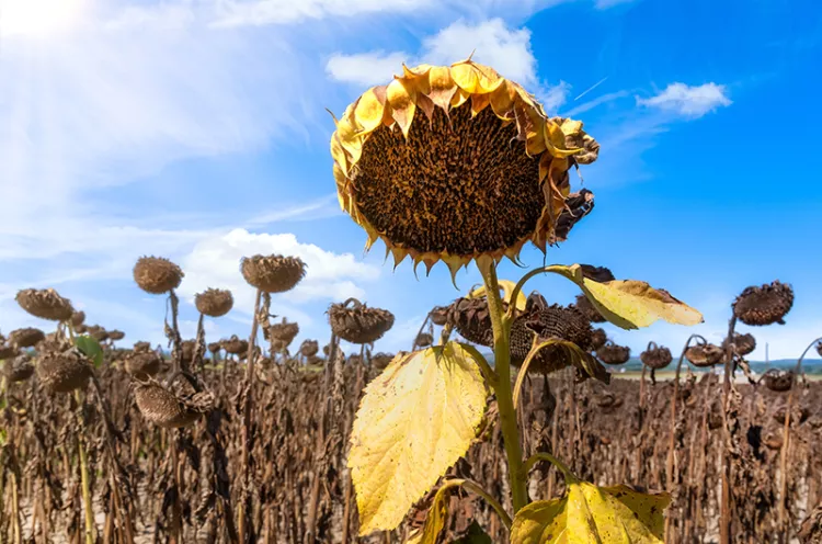 Enhancing food security under changing weather patterns