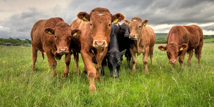 Living Labs to address digitalisation challenges in animal production
