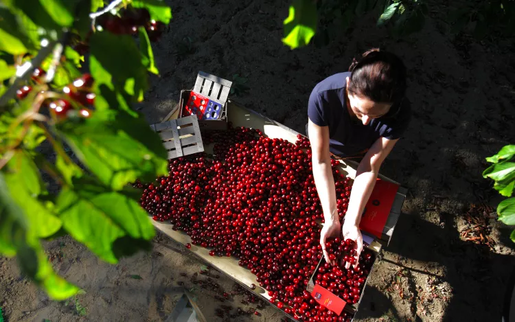 A female agricultural worker in front of a big container of cherries holding some on her hands