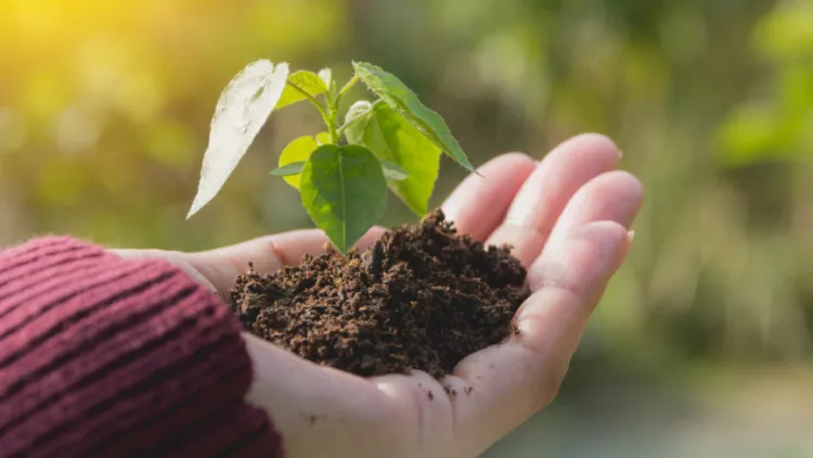 A hand holding some soil with a small plant in it