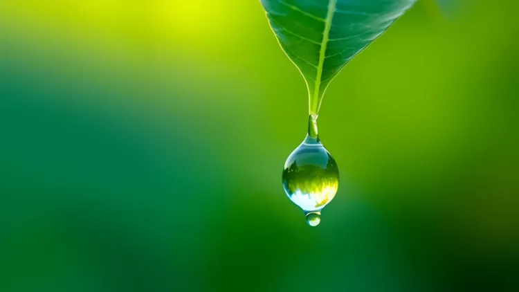 Water drop on leaf