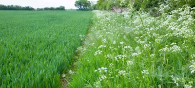Field margin with wild flowers growing in UK farmland