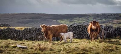 Irish Cows and Calf
